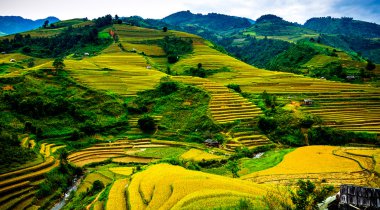 Pirinç tarlaları üzerinde Mu Cang Chai, Yenbai, Vietnam Teras. Kuzey Vietnam, hasat pirinç tarlaları hazırlamak.