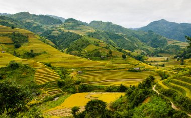 Pirinç tarlaları üzerinde Mu Cang Chai, Yenbai, Vietnam Teras. Kuzey Vietnam, hasat pirinç tarlaları hazırlamak.