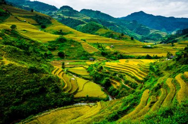 Pirinç tarlaları üzerinde Mu Cang Chai, Yenbai, Vietnam Teras. Kuzey Vietnam, hasat pirinç tarlaları hazırlamak.