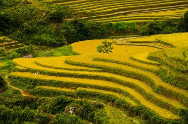 Pirinç tarlaları üzerinde Mu Cang Chai, Yenbai, Vietnam Teras. Kuzey Vietnam, hasat pirinç tarlaları hazırlamak.