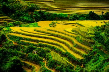 Pirinç tarlaları üzerinde Mu Cang Chai, Yenbai, Vietnam Teras. Kuzey Vietnam, hasat pirinç tarlaları hazırlamak.