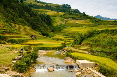 Pirinç tarlaları üzerinde Mu Cang Chai, Yenbai, Vietnam Teras. Kuzey Vietnam, hasat pirinç tarlaları hazırlamak.