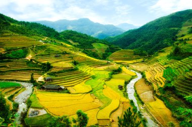 Pirinç tarlaları üzerinde Mu Cang Chai, Yenbai, Vietnam Teras. Kuzey Vietnam, hasat pirinç tarlaları hazırlamak.