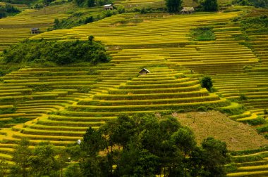 Pirinç tarlaları üzerinde Mu Cang Chai, Yenbai, Vietnam Teras. Kuzey Vietnam, hasat pirinç tarlaları hazırlamak.