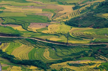Pirinç tarlaları üzerinde Mu Cang Chai, Yenbai, Vietnam Teras. Kuzey Vietnam, hasat pirinç tarlaları hazırlamak.