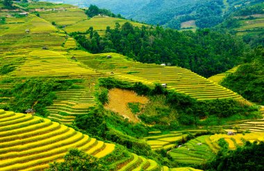 Pirinç tarlaları üzerinde Mu Cang Chai, Yenbai, Vietnam Teras. Kuzey Vietnam, hasat pirinç tarlaları hazırlamak.