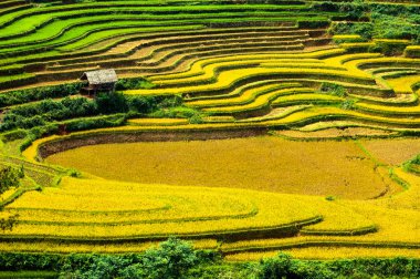 Pirinç tarlaları üzerinde Mu Cang Chai, Yenbai, Vietnam Teras. Kuzey Vietnam, hasat pirinç tarlaları hazırlamak.