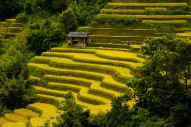Pirinç tarlaları üzerinde Mu Cang Chai, Yenbai, Vietnam Teras. Kuzey Vietnam, hasat pirinç tarlaları hazırlamak.