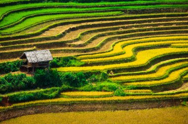 Pirinç tarlaları üzerinde Mu Cang Chai, Yenbai, Vietnam Teras. Kuzey Vietnam, hasat pirinç tarlaları hazırlamak.
