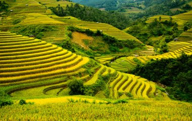 Pirinç tarlaları üzerinde Mu Cang Chai, Yenbai, Vietnam Teras. Kuzey Vietnam, hasat pirinç tarlaları hazırlamak.