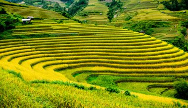 Pirinç tarlaları üzerinde Mu Cang Chai, Yenbai, Vietnam Teras. Kuzey Vietnam, hasat pirinç tarlaları hazırlamak.