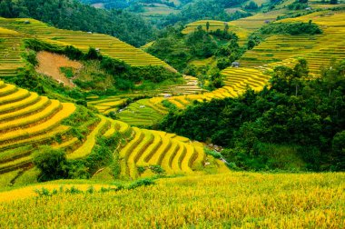 Pirinç tarlaları üzerinde Mu Cang Chai, Yenbai, Vietnam Teras. Kuzey Vietnam, hasat pirinç tarlaları hazırlamak.