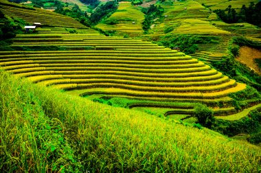 Pirinç tarlaları üzerinde Mu Cang Chai, Yenbai, Vietnam Teras. Kuzey Vietnam, hasat pirinç tarlaları hazırlamak.