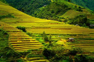 Pirinç tarlaları üzerinde Mu Cang Chai, Yenbai, Vietnam Teras. Kuzey Vietnam, hasat pirinç tarlaları hazırlamak.