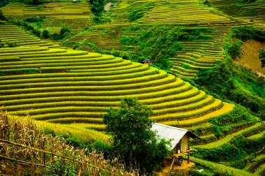 Pirinç tarlaları üzerinde Mu Cang Chai, Yenbai, Vietnam Teras. Kuzey Vietnam, hasat pirinç tarlaları hazırlamak.