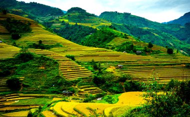 Pirinç tarlaları üzerinde Mu Cang Chai, Yenbai, Vietnam Teras. Kuzey Vietnam, hasat pirinç tarlaları hazırlamak.