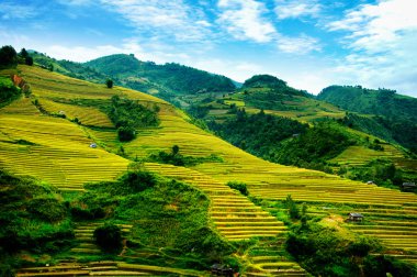 Pirinç tarlaları üzerinde Mu Cang Chai, Yenbai, Vietnam Teras. Kuzey Vietnam, hasat pirinç tarlaları hazırlamak.
