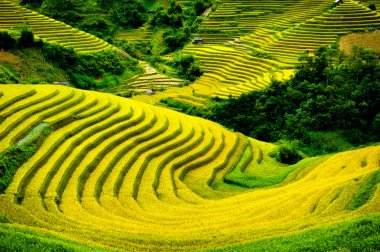Pirinç tarlaları üzerinde Mu Cang Chai, Yenbai, Vietnam Teras. Kuzey Vietnam, hasat pirinç tarlaları hazırlamak.