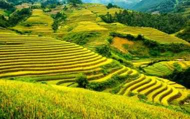 Pirinç tarlaları üzerinde Mu Cang Chai, Yenbai, Vietnam Teras. Kuzey Vietnam, hasat pirinç tarlaları hazırlamak.