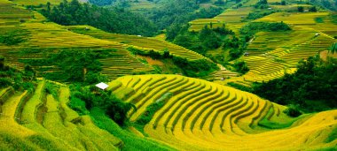 Pirinç tarlaları üzerinde Mu Cang Chai, Yenbai, Vietnam Teras. Kuzey Vietnam, hasat pirinç tarlaları hazırlamak.