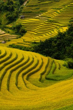 Pirinç tarlaları üzerinde Mu Cang Chai, Yenbai, Vietnam Teras. Kuzey Vietnam, hasat pirinç tarlaları hazırlamak.