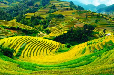 Pirinç tarlaları üzerinde Mu Cang Chai, Yenbai, Vietnam Teras. Kuzey Vietnam, hasat pirinç tarlaları hazırlamak.
