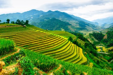 Pirinç tarlaları üzerinde Mu Cang Chai, Yenbai, Vietnam Teras. Kuzey Vietnam, hasat pirinç tarlaları hazırlamak.