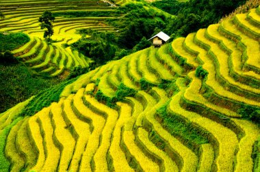 Pirinç tarlaları üzerinde Mu Cang Chai, Yenbai, Vietnam Teras. Kuzey Vietnam, hasat pirinç tarlaları hazırlamak.