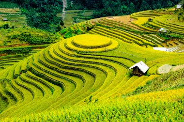 Pirinç tarlaları üzerinde Mu Cang Chai, Yenbai, Vietnam Teras. Kuzey Vietnam, hasat pirinç tarlaları hazırlamak.