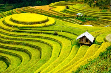 Pirinç tarlaları üzerinde Mu Cang Chai, Yenbai, Vietnam Teras. Kuzey Vietnam, hasat pirinç tarlaları hazırlamak.