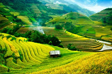 Pirinç tarlaları üzerinde Mu Cang Chai, Yenbai, Vietnam Teras. Kuzey Vietnam, hasat pirinç tarlaları hazırlamak.