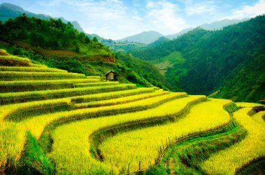 Pirinç tarlaları üzerinde Mu Cang Chai, Yenbai, Vietnam Teras. Kuzey Vietnam, hasat pirinç tarlaları hazırlamak.
