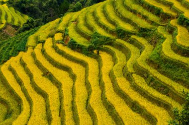 Pirinç tarlaları üzerinde Mu Cang Chai, Yenbai, Vietnam Teras. Kuzey Vietnam, hasat pirinç tarlaları hazırlamak.