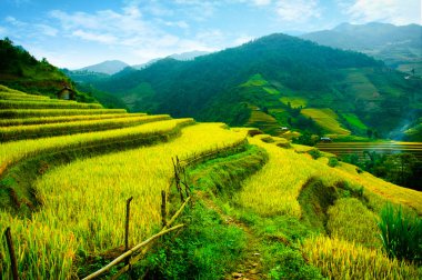 Pirinç tarlaları üzerinde Mu Cang Chai, Yenbai, Vietnam Teras. Kuzey Vietnam, hasat pirinç tarlaları hazırlamak.