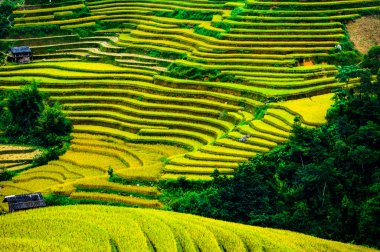 Pirinç tarlaları üzerinde Mu Cang Chai, Yenbai, Vietnam Teras. Kuzey Vietnam, hasat pirinç tarlaları hazırlamak.