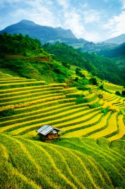 Pirinç tarlaları üzerinde Mu Cang Chai, Yenbai, Vietnam Teras. Kuzey Vietnam, hasat pirinç tarlaları hazırlamak.