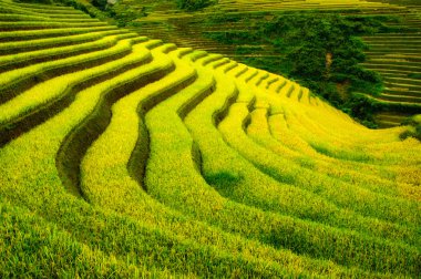 Pirinç tarlaları üzerinde Mu Cang Chai, Yenbai, Vietnam Teras. Kuzey Vietnam, hasat pirinç tarlaları hazırlamak.