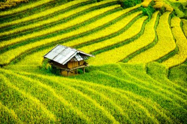 Pirinç tarlaları üzerinde Mu Cang Chai, Yenbai, Vietnam Teras. Kuzey Vietnam, hasat pirinç tarlaları hazırlamak.