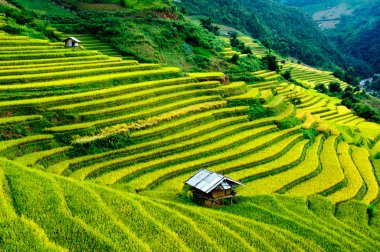 Pirinç tarlaları üzerinde Mu Cang Chai, Yenbai, Vietnam Teras. Kuzey Vietnam, hasat pirinç tarlaları hazırlamak.