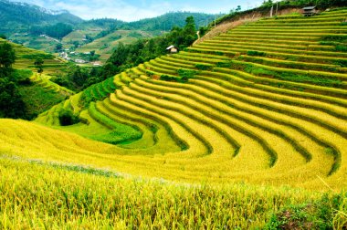 Pirinç tarlaları üzerinde Mu Cang Chai, Yenbai, Vietnam Teras. Kuzey Vietnam, hasat pirinç tarlaları hazırlamak.