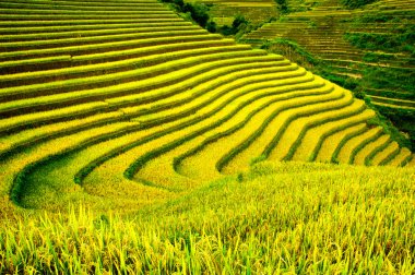 Pirinç tarlaları üzerinde Mu Cang Chai, Yenbai, Vietnam Teras. Kuzey Vietnam, hasat pirinç tarlaları hazırlamak.