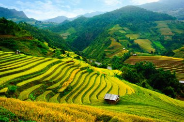 Pirinç tarlaları üzerinde Mu Cang Chai, Yenbai, Vietnam Teras. Kuzey Vietnam, hasat pirinç tarlaları hazırlamak.