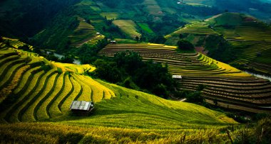Pirinç tarlaları üzerinde Mu Cang Chai, Yenbai, Vietnam Teras. Kuzey Vietnam, hasat pirinç tarlaları hazırlamak.