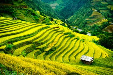 Pirinç tarlaları üzerinde Mu Cang Chai, Yenbai, Vietnam Teras. Kuzey Vietnam, hasat pirinç tarlaları hazırlamak.