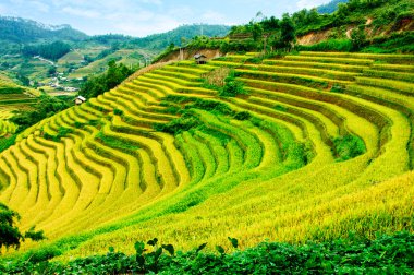 Pirinç tarlaları üzerinde Mu Cang Chai, Yenbai, Vietnam Teras. Kuzey Vietnam, hasat pirinç tarlaları hazırlamak.