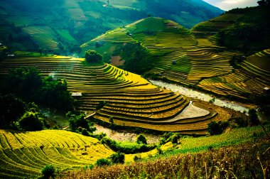 Pirinç tarlaları üzerinde Mu Cang Chai, Yenbai, Vietnam Teras. Kuzey Vietnam, hasat pirinç tarlaları hazırlamak.