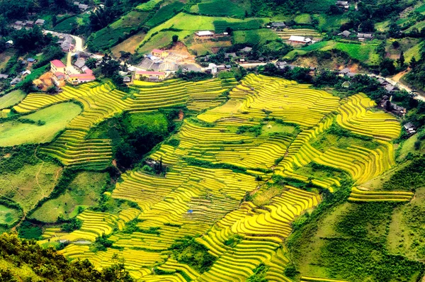 Rizières en terrasses de Mu Cang Chai, YenBai, Vietnam. Les rizières préparent la récolte au Vietnam du Nord-Ouest . — Photo