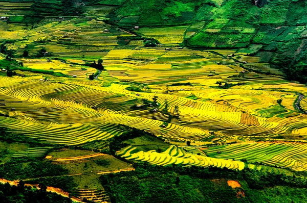 Rýžových polí na řadové z Mu Cang Chai, Yenbai, Vietnam. Rýžová pole připravit sklizně v severozápadní Vietnam. — Stock fotografie