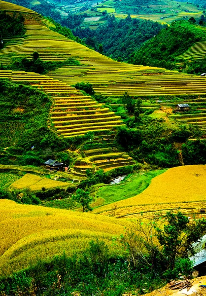 Campos de arroz en terrazas de Mu Cang Chai, YenBai, Vietnam. Los campos de arroz preparan la cosecha en el noroeste de Vietnam . —  Fotos de Stock