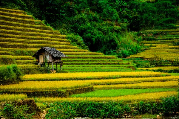 Campos de arroz en terrazas de Mu Cang Chai, YenBai, Vietnam. Los campos de arroz preparan la cosecha en el noroeste de Vietnam . — Foto de Stock